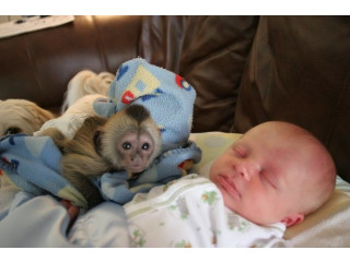 Maimuțe Capucine Bine Dresate de Vânzare