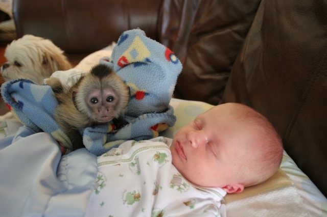 maimute-capucine-bine-dresate-de-vanzare-big-1