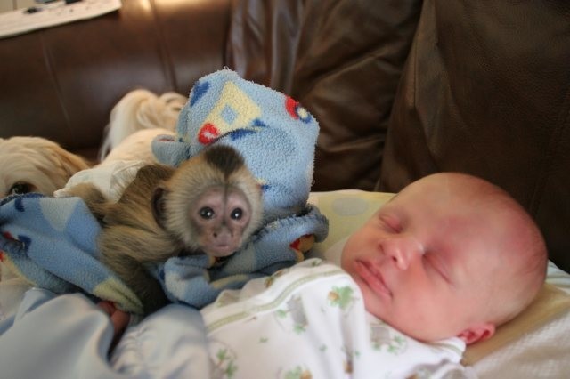 maimute-capucine-bine-dresate-de-vanzare-big-0