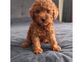 puisori-frumosi-de-pudel-toy-disponibili-small-2