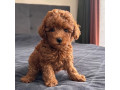 puisori-frumosi-de-pudel-toy-disponibili-small-1