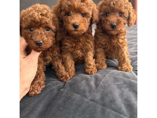 Puișori frumoși de Pudel Toy disponibili.