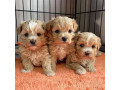 puisori-maltipoo-small-0