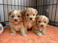 puisori-maltipoo-small-3
