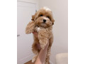puisori-maltipoo-small-2