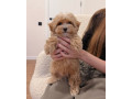 puisori-maltipoo-small-1