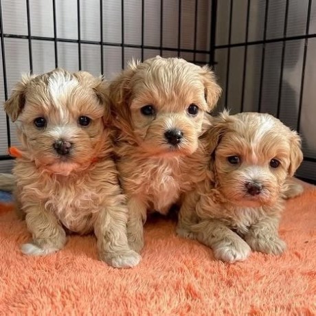puisori-maltipoo-big-0