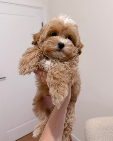 puisori-maltipoo-big-2