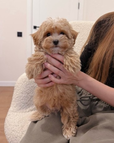 puisori-maltipoo-big-1