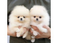va-oferim-o-noua-litru-de-pui-pomeranian-small-2