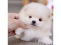 va-oferim-o-noua-litru-de-pui-pomeranian-small-1