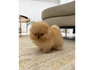 Vă oferim o nouă litru de pui Pomeranian.