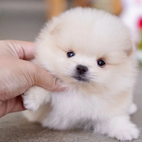 va-oferim-o-noua-litru-de-pui-pomeranian-big-1