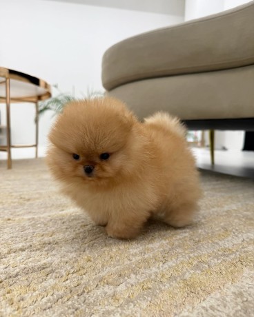 va-oferim-o-noua-litru-de-pui-pomeranian-big-0