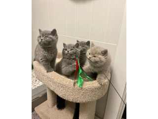 Pisicuți frumoși cu păr scurt