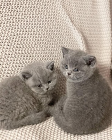 pisicuti-frumosi-cu-par-scurt-big-3