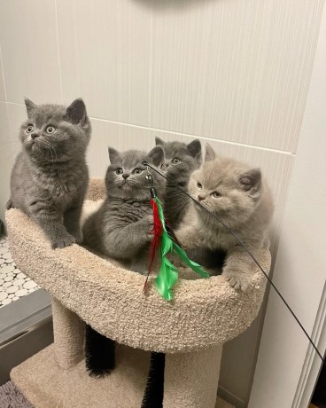 pisicuti-frumosi-cu-par-scurt-big-0