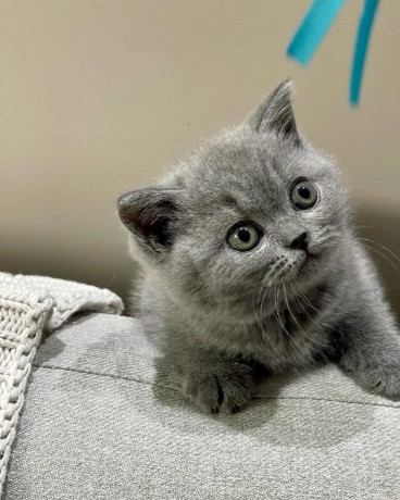 pisicuti-frumosi-cu-par-scurt-big-2