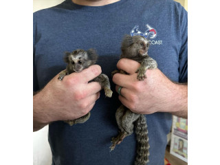 Pui de maimuță Marmoset
