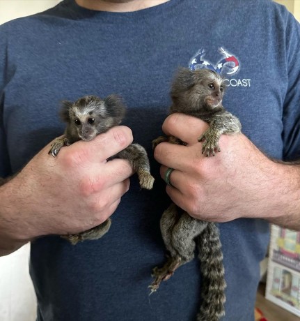 pui-de-maimuta-marmoset-big-0