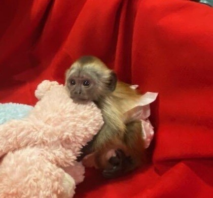 maimute-capucine-bine-dresate-de-vanzare-big-0