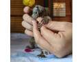 maimute-marmoset-minunate-de-vanzare-small-0