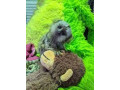 dulce-pui-de-maimuta-marmoset-pentru-o-casa-noua-small-0