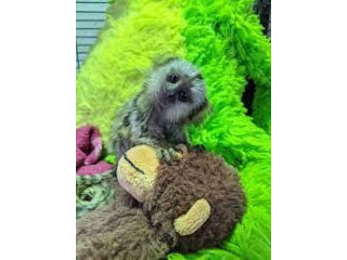 Dulce pui de maimuță Marmoset pentru o casă nouă
