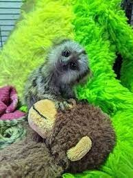 dulce-pui-de-maimuta-marmoset-pentru-o-casa-noua-big-0
