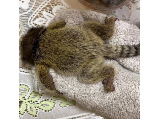 Adorabilă maimuță Marmoset disponibilă