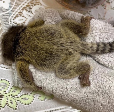 adorabila-maimuta-marmoset-disponibila-big-0