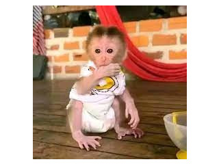 Mamimuțe capucine minunate de vânzare