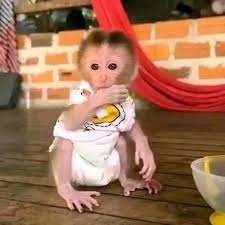 mamimute-capucine-minunate-de-vanzare-big-0