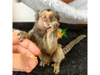Mamimuțe Marmoset superbe disponibile