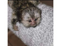 maimute-marmoset-adorabile-de-vanzare-small-0