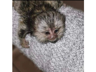 Maimuțe Marmoset adorabile de vânzare