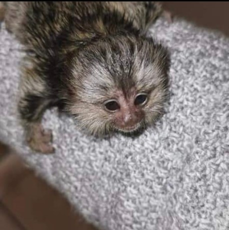 maimute-marmoset-adorabile-de-vanzare-big-0