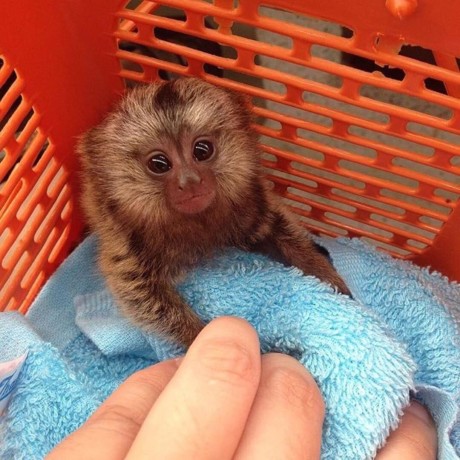maimute-marmoset-uimitoare-de-vanzare-big-0