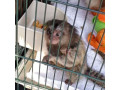 maimute-marmoset-disponibile-small-0