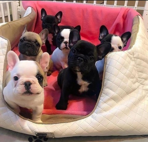 pui-superbi-de-bulldog-francez-disponibili-big-0