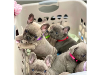 Bulldog Francez excelent de vânzare