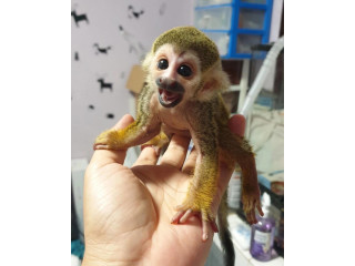 Maimuță veveriță drăguță disponibilă