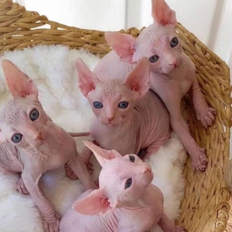 pisicute-sphynx-femele-adorabile-de-vanzare-big-0