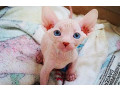 pisicute-sphynx-masculi-cu-varf-ascutit-de-vanzare-small-1