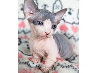 Pisicuțe Sphynx masculi cu vârf ascuțit de vânzare