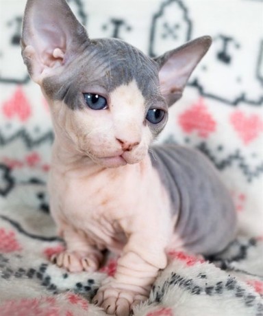 pisicute-sphynx-masculi-cu-varf-ascutit-de-vanzare-big-0