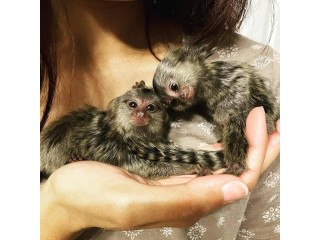 Maimuțe Marmoset adorabile disponibile