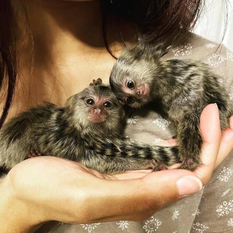 maimute-marmoset-adorabile-disponibile-big-0