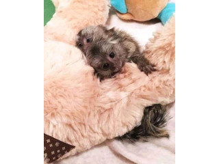 Maimuță Marmoset sănătoasă de vânzare