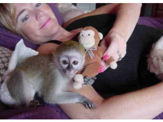 Pui de maimuță Capucină de vânzare